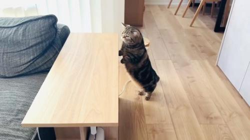 後ろ足で立って赤ちゃんを見るキジトラマンチカン