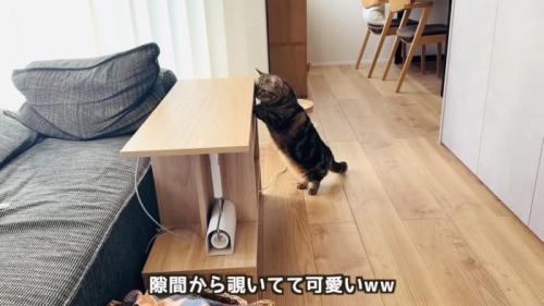棚の隙間から赤ちゃんを覗き見るキジトラマンチカン