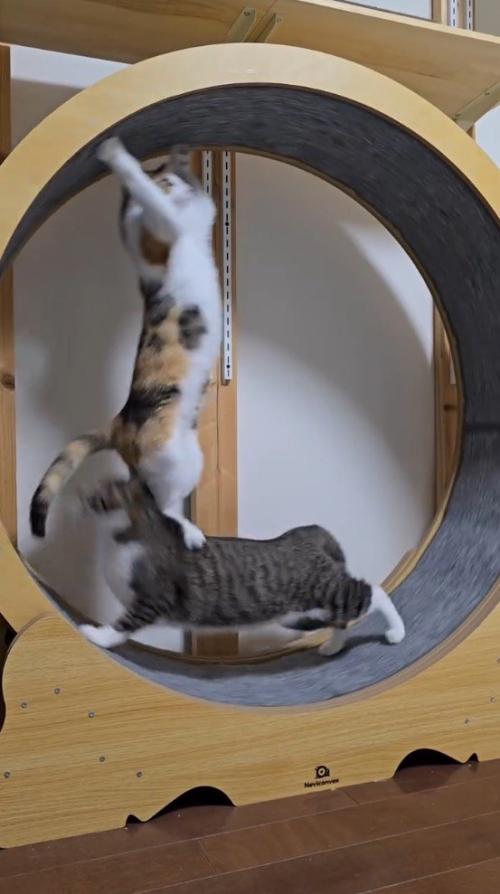 キャットホイールの壁にしがみつきながら回転する三毛猫