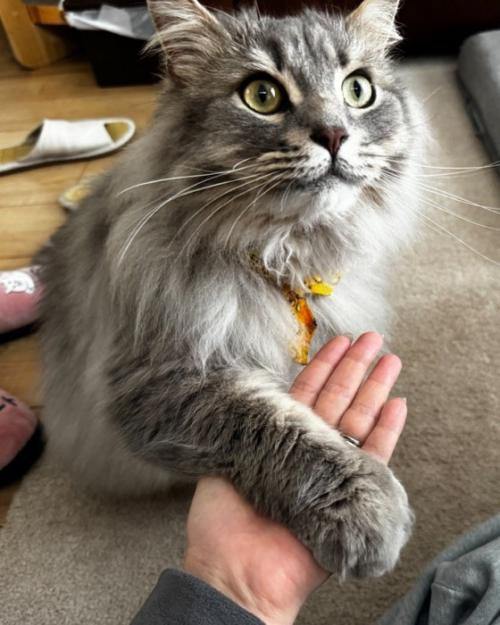 得意げにお手する猫