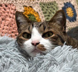 眠そうに飼い主を見つめる猫