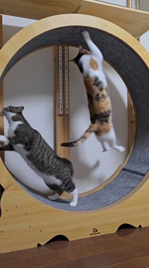 キャットホイールの壁にくっついて、キャットホイールの動きに合わせて動く三毛猫
