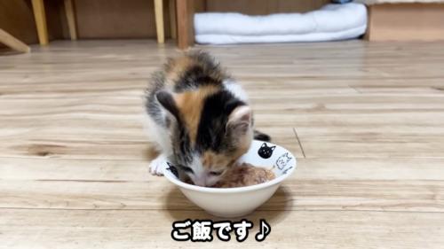 ウェットフードを食べる子猫