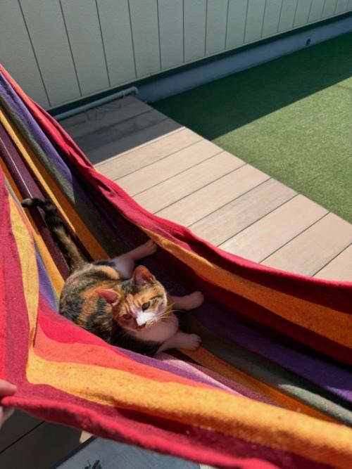 ハンモックの上の猫