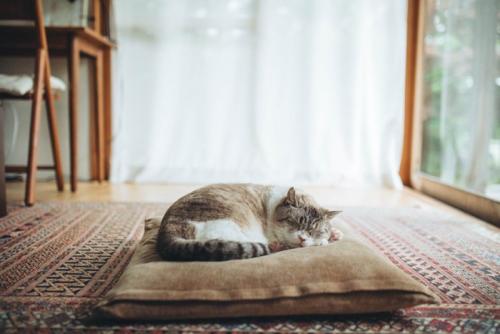 窓際のベッドで気持ちよさそうに眠る猫