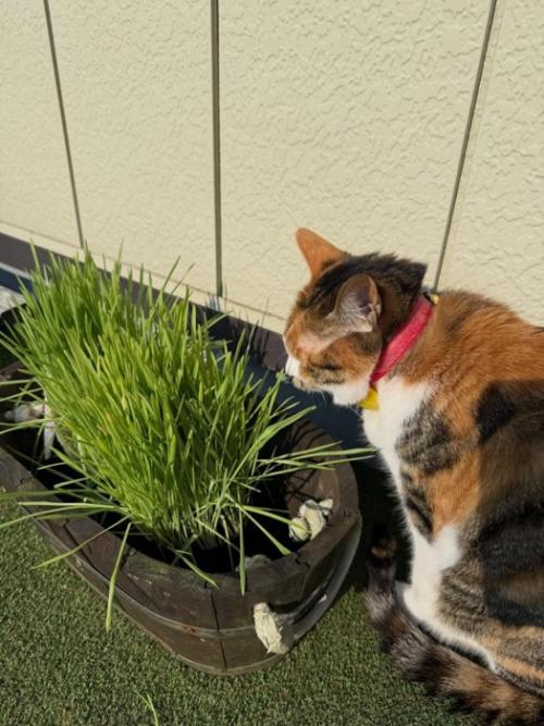 猫草を食べる猫