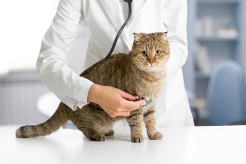 猫 診察