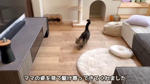 ママに向かって駆けるキジトラマンチカン