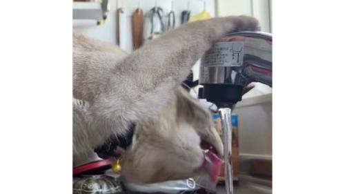 水を飲む猫