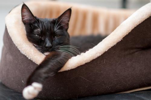 ベッドから手を出した状態で眠たそうにする猫