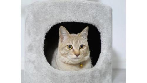 室内にいる猫