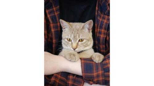 抱かれている猫