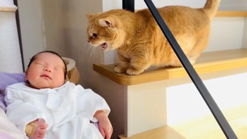 赤ちゃんを威嚇する茶トラマンチカン