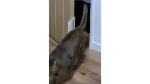 ドアの前の猫