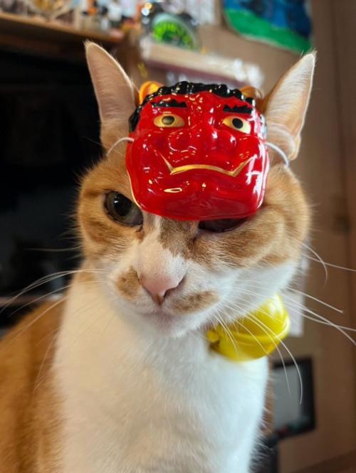お面をつけた猫