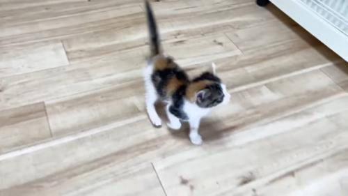 部屋の中を歩き回る子猫