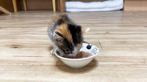 ウェットフードを食べる子猫