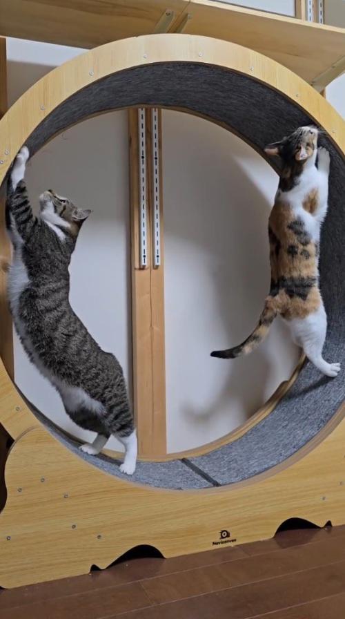 キャットホイールの上側に前足を伸ばすキジ白猫