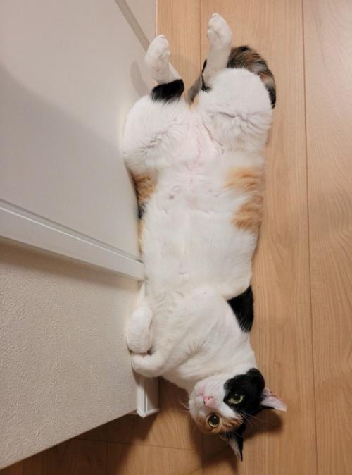 後ろ足を開いて仰向けになる猫