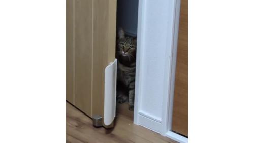 ドアの前の猫
