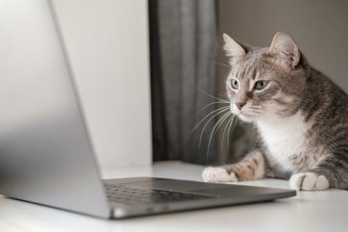 前のめりでノートPCを覗き込む猫