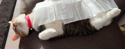 仰向けの猫