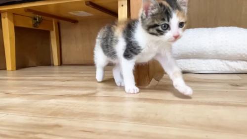 投稿主さんに向かって歩く子猫