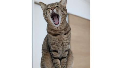 あくびしている猫
