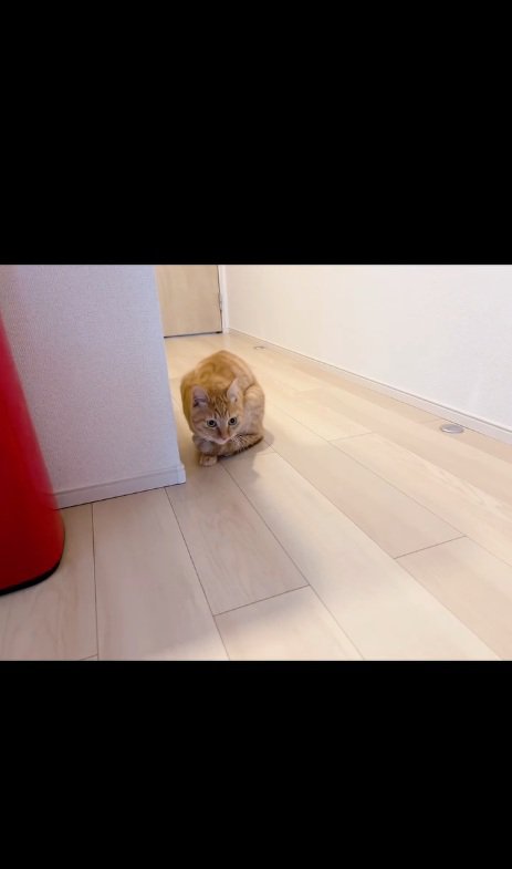 丸くなる猫