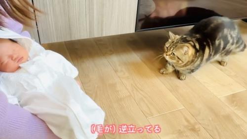 毛を逆立てて赤ちゃんから後ずさるキジトラマンチカン