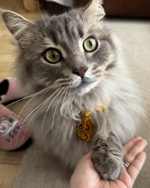 小首をかしげてお手する猫