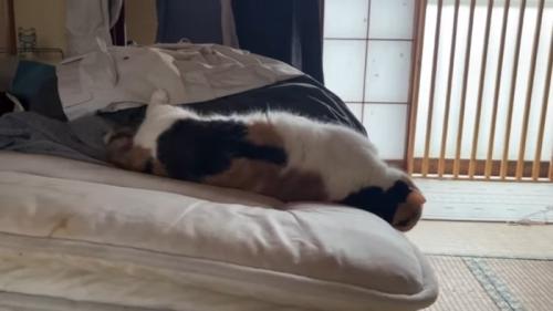 伸びた姿