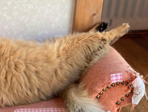伸ばされた猫の足