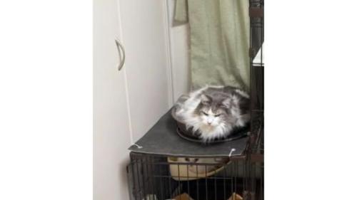 ケージにいる猫