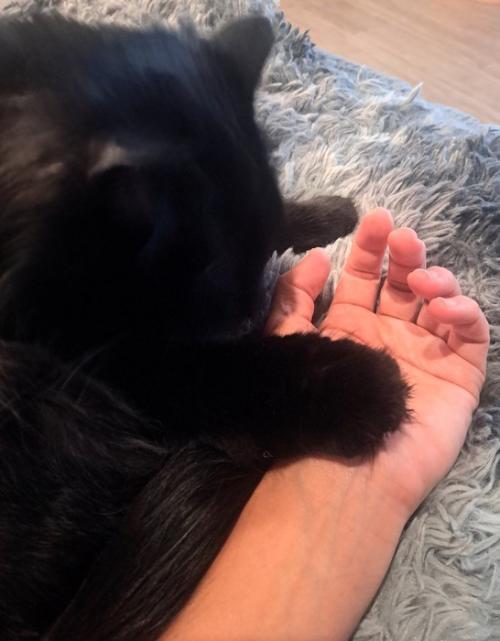 飼い主の手の上に前足を乗せる猫