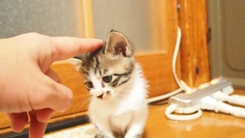 指で頭をなでられる子猫