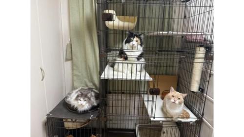 ケージにいる猫