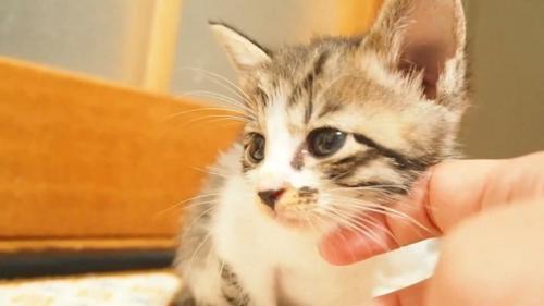 顔を前に出す子猫