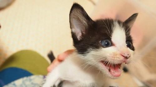 鳴くハチワレの子猫