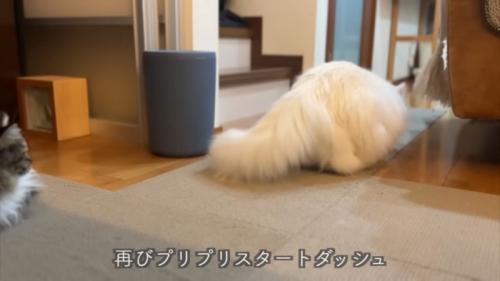 狙う猫