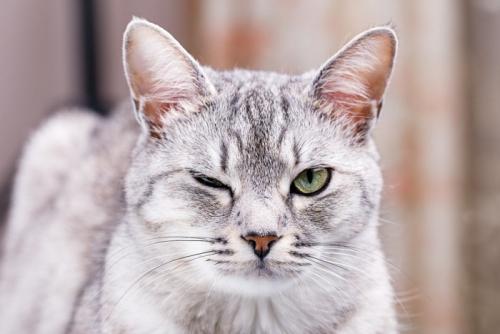 片目だけ閉じている猫
