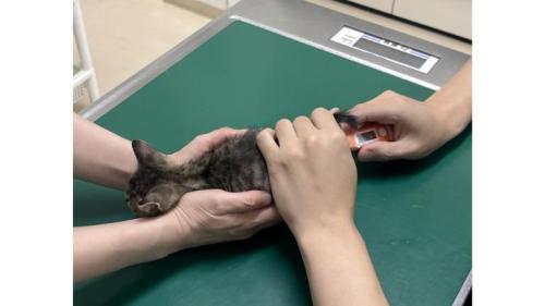 診察されている猫