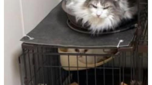 ケージにいる猫
