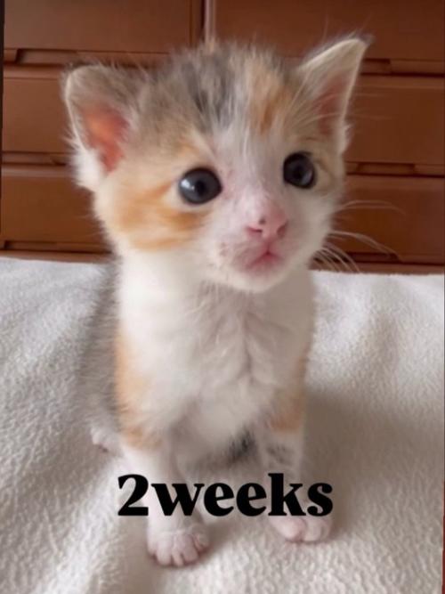 お座りする子猫
