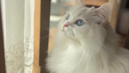 見つめる猫