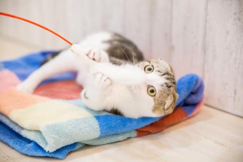じゃらしで遊ぶ猫