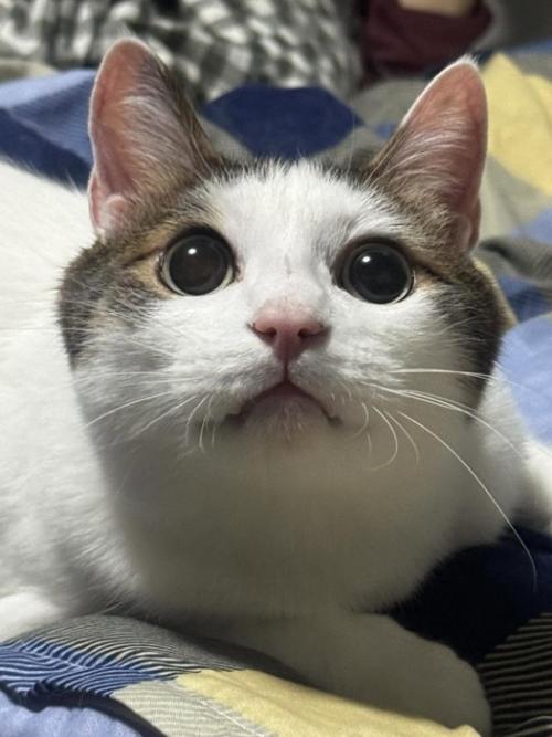 見上げる猫の顔