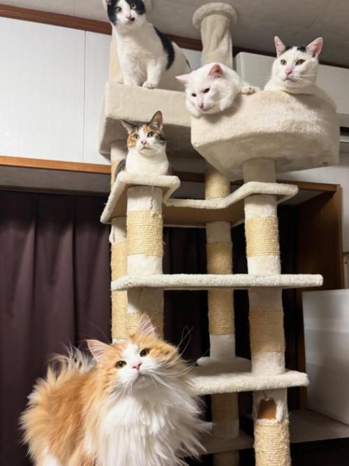 キャットタワーにいる猫たち