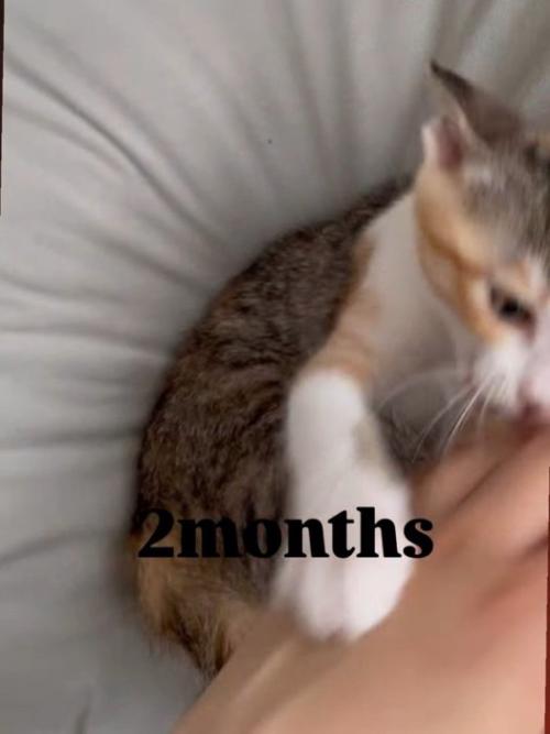 人の手を噛む子猫