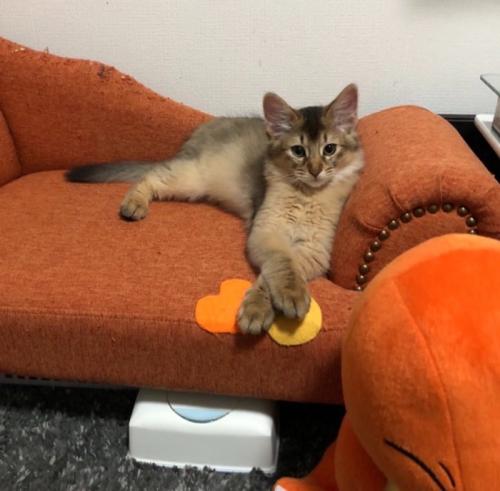 ソファに座る子猫